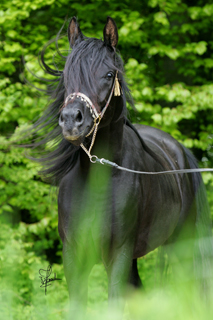 Shakeil Juni 2010